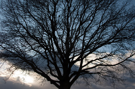 高德纳轮廓农场树的休眠与大云雾寒冬日落天空相对图片