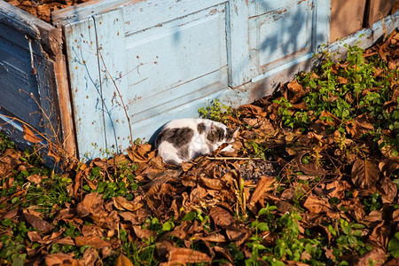 猫睡在秋天落叶猫睡在秋天落叶可爱的丰富多彩肖像图片