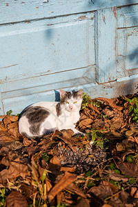 坐着猫睡在秋天落叶猫睡在秋天落叶肖像干燥图片