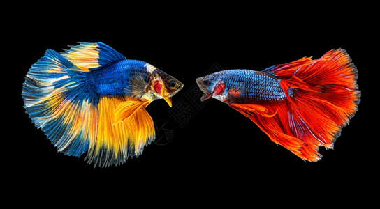 中两只的彩色斗鱼图片