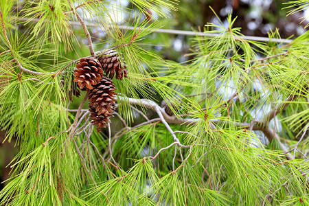 卢特拉基锋利的锥体开放棕色螺旋锥子在地中海松树一红皮枝上打开圆锥子盘紧闭的地中海松树一面的片平淡松树枝上图片