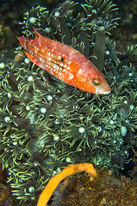 水利潜濑鱼LabridaeLembeh北苏拉威西印度尼亚洲鳍图片