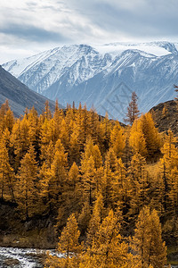 阿尔泰山的针叶树森林和山脉的风景森林和山脉的风景晴天冷杉岩石图片