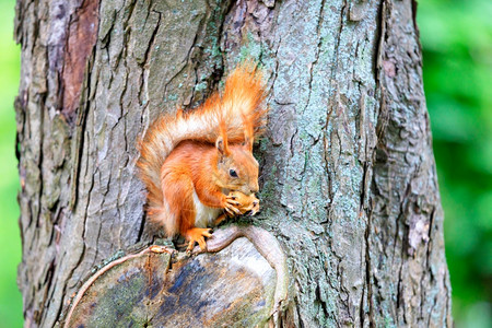 公园一只橙色松鼠坐在森林的一棵树上狂咬个坚果复制空间一个橙色松鼠坐在树干上食物美丽图片
