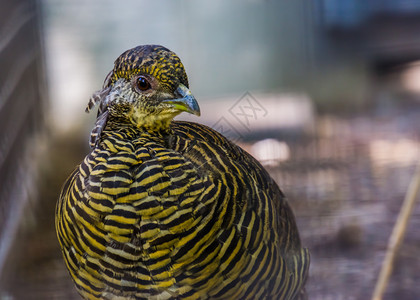 住宅近身的金色雌鸡脸来自和美洲的热带鸟种物亚洲图片
