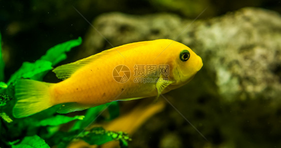 热带鱼种图片