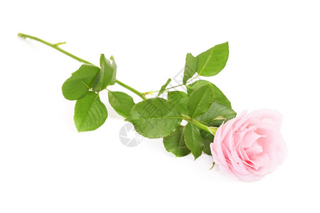 庆典象征单粉红玫瑰花白底孤立于图片