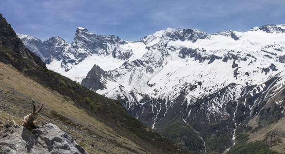 范围阿尔卑斯山的雪地景观羊现身最好的人们图片