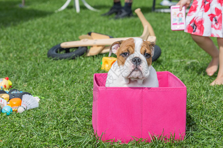 狗爱拉脱维亚城市普里库利Priekuli英语斗牛犬坐在粉红色盒子中旅行图片