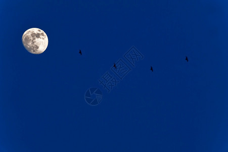 明亮的神秘十月满黄昏时有蝙蝠在蓝天飞翔图片