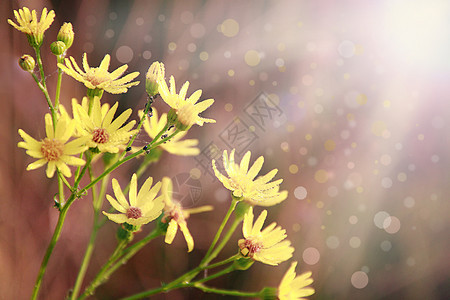 森尼科明亮的黄色玫瑰花在园里开阳光灿烂的芒中开花在野外贴上鲜花日光照耀着太阳落到黄花上色红辣椒jacobaea朵花在园里雅各哈科图片