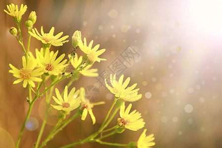 植物草地黄色的jacobaea在花园里开Jacobaeavulgaris在阳光下绽放图片