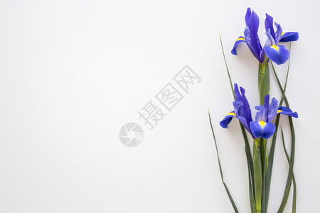 植物高的紫色花朵孤立的白色背景解析高品质的美丽照片紫色花朵隔离的白色背景高质量和分辨率的漂亮照片概念优雅的画像花瓣图片