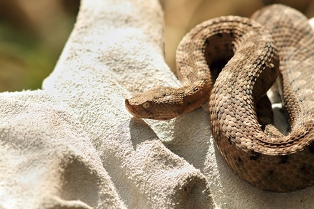 致命有毒保护危险的欧洲毒蛇密闭遗传学家持有维佩拉管在防护皮手套上图片