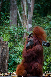 囚禁丛林坐在印度尼西亚婆罗洲的红毛猩坐在公园的红毛猩TanjungPutingKalimantanBorneoIndonesia图片