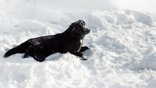 哺乳动物黑狗混血的拉布多犬被雪花覆盖着享受阳光明媚的冬季寒日躺在雪地上复制黑狗混血的拉布多人在雪上寻觅犬类说谎图片