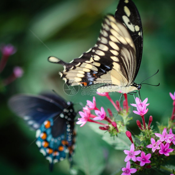 克雷斯丰特植物色彩多的巨型燕尾蝴蝶眼睛图片