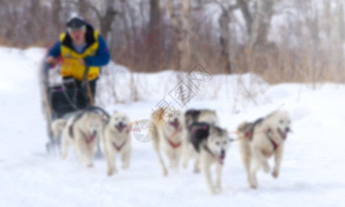 积极的团队合作喀米恰特卡半岛冬季雪上游的滑犬赛事模糊卡米恰特半岛冬季雪上跑的滑狗赛事模糊拉雪橇图片