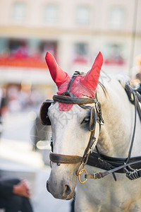 白色的奥地利传统马骑教练Fiaker维也纳奥地利的Fiaker校对Portnoy地标奢华图片
