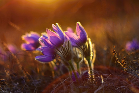 紫色美丽的罗兰花在日落的草原上美丽天然色彩多背景帕斯克花朵Pulsatillagrandis野花荒图片