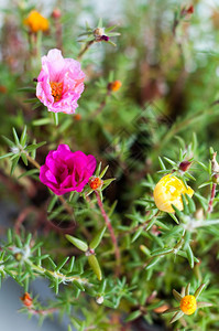 自然混合的波尔图拉卡花也称为Purslane玫瑰太阳植物或杂草品红高德纳图片