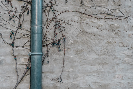 老的流走自然灰泥墙和树枝上的波兰排水管图片