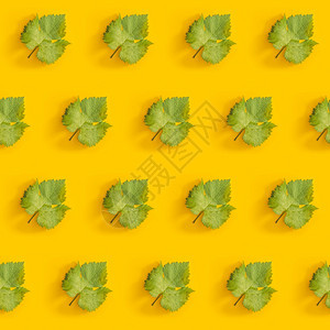 树叶植物学绿色葡萄叶在明亮黄色背景下的对角图案创用CCBYNCND2质地图片