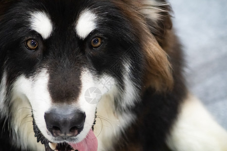 眼睛犬类面贴近脸的哈斯基狗美丽的西伯利亚黑白色和冬天图片