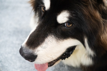 北极小狗面贴近脸的哈斯基狗美丽的西伯利亚黑白色和宠物图片