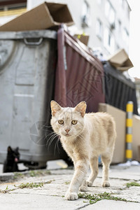 毛茸的颜色高清晰度照片肖像猫在街上行走优质照片高品的画面宠物图片