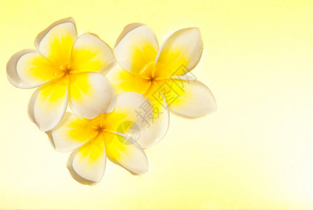 柳花在黄色背景下漂浮在水面上春天亚洲漂亮的图片