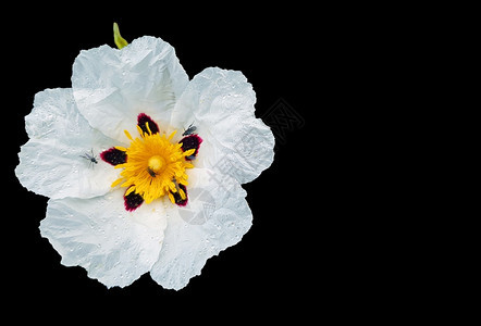 黑色背景下葡萄牙阿连特茹乡村的BlossomigGumrockrosecistusladanifer基本的白色雌蕊图片
