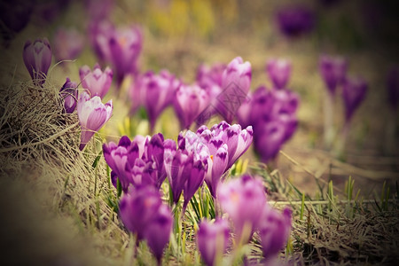 番红花春紫山地草原上的鳄鱼CrocusSativus生长季节图片