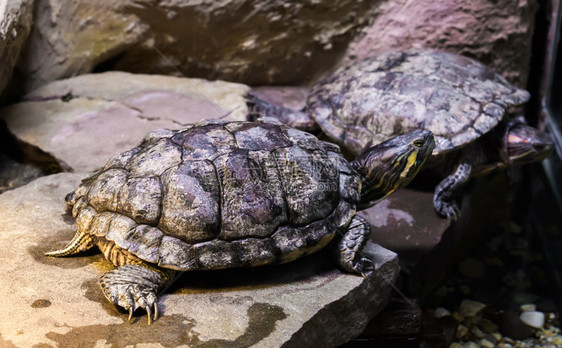 水下脚本结石Cumberland滑板海龟在一块石头上与背景中的另一只海龟美国热带宠物密切接触图片