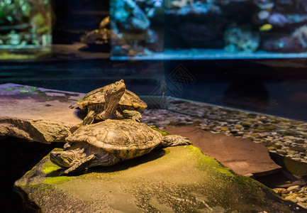 海龟站在另一只上环顾四周热带美洲宠物们从国来贝壳图片