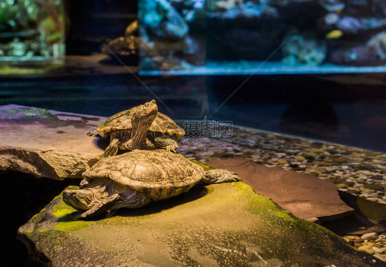 海龟站在另一只上环顾四周热带美洲宠物们从国来贝壳图片