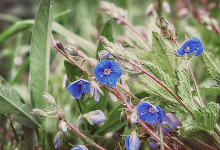 速度井自然户外维罗妮卡的小型森林蓝色花朵如维罗妮卡的速流鸟眼吉卜赛人在盛开的紧闭缝中种植青草图片