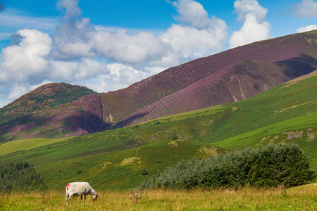 俯瞰自然斯克德道山对面Keswick和DerwentWater湖的Latrigg山上一只牧羊联合王国坎布里亚德文特沃图片
