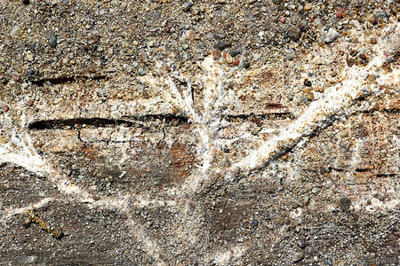 潮湿木头上的梅鲁利乌斯干腐烂的枯叶菌磨损图片