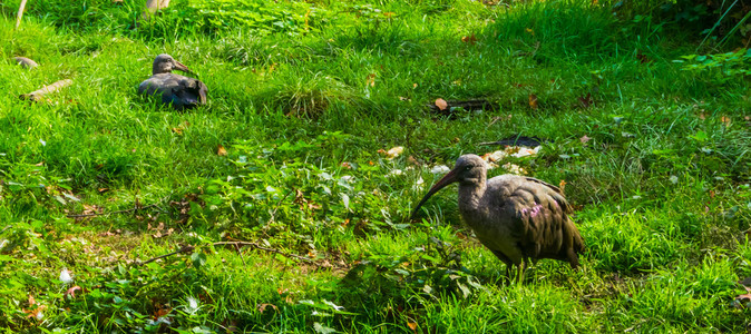有伊比斯站在草地上热带鸟种来自非洲流行动物园学鸟科账单图片