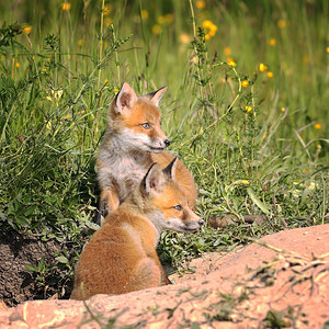 动物美丽毛茸的在春天洞穴附近小狐狸图片