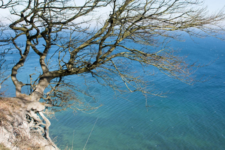 绞刑激烈的悬在崖上树丹麦摩恩斯克林特悬崖上的树安静图片