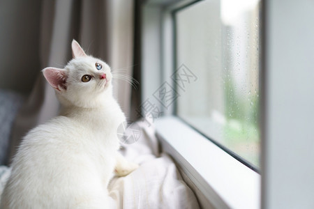 窗前张望的白猫图片