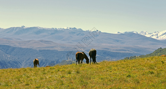 蓝色的秋季高加索草地上的马宁静动物图片