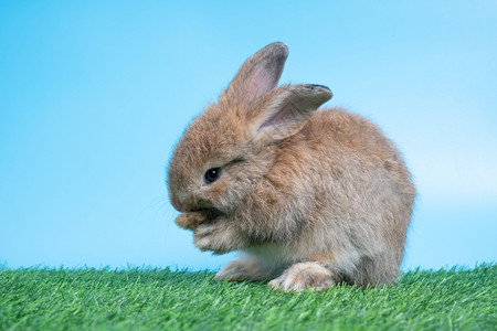 兔子双腿站在绿草上图片
