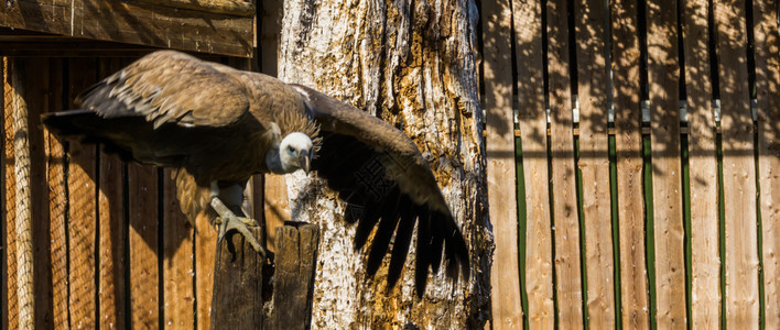 站在一个有威胁的姿势中准备接受并扩张翅膀的巨鹰姿态狮鹫图片