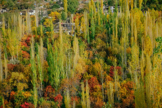 干净的季节巴基斯坦罕萨谷吉尔特巴蒂斯坦卡里马巴德秋季色彩缤纷的树叶林木环境图片