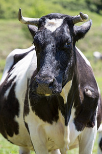 动物哺乳在绿草原上放牧的弗里斯牛一种图片