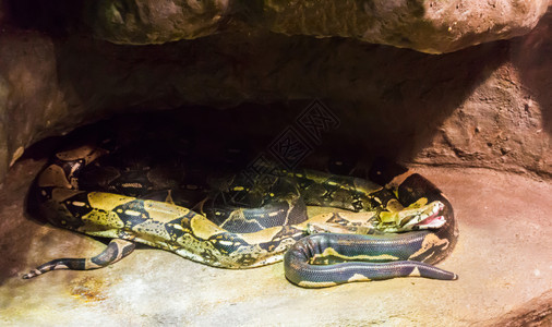 伪装红尾在一块张着嘴的岩石下共存在两条蛇尾随图片