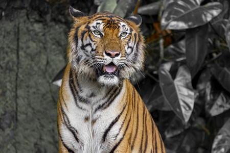 垂直的动物园摄影老虎坐下来在泰国迷你瀑布前露出舌头图片
